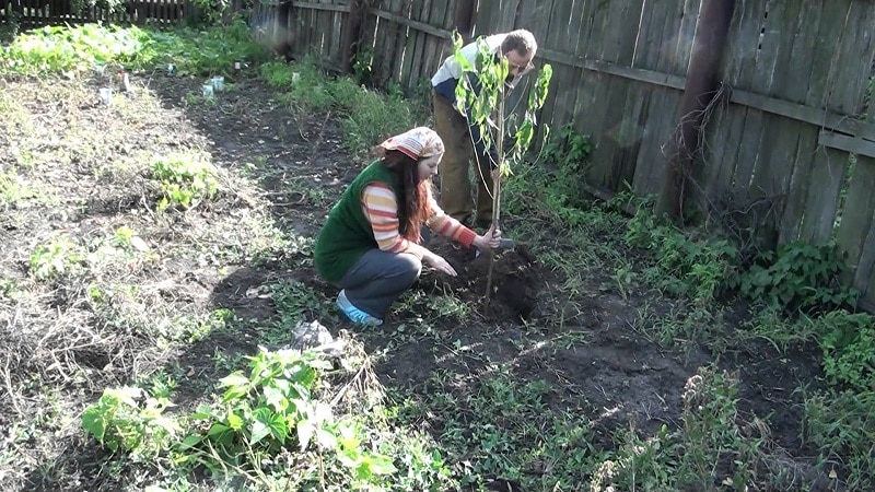 Un ghid pentru plantarea de caise toamna pentru grădinarii începători