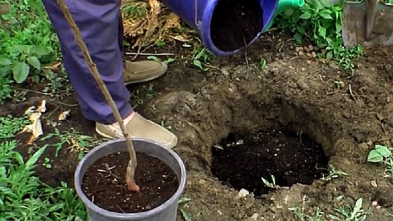 Průvodce výsadbou meruněk na podzim pro začínající zahradníky