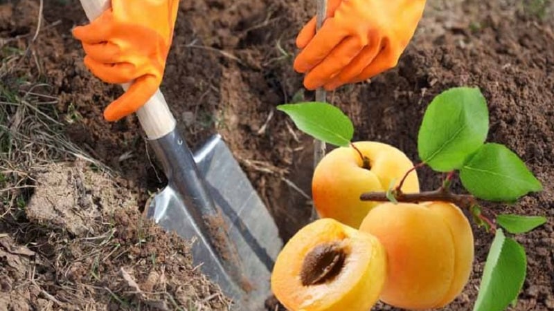 En guide til å plante aprikoser om høsten for nybegynnere gartnere