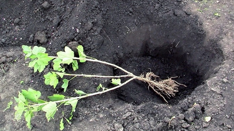 Isang gabay sa pagtatanim ng mga currant sa taglagas para sa mga nagsisimulang hardinero