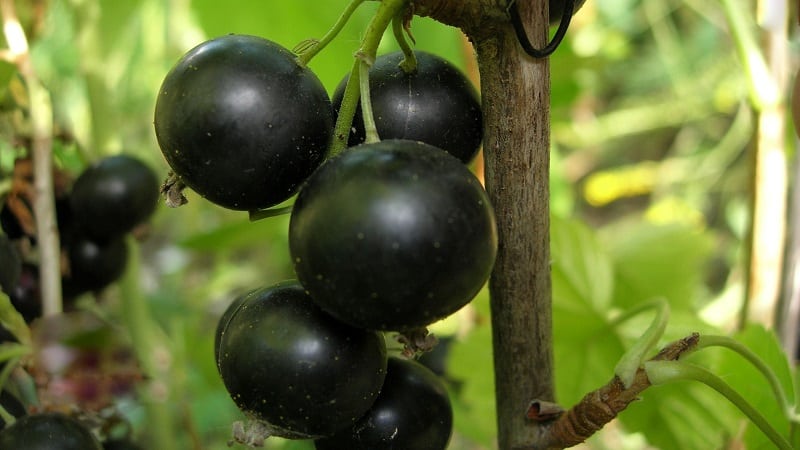 Una guia per plantar groselles a la tardor per als jardiners principiants