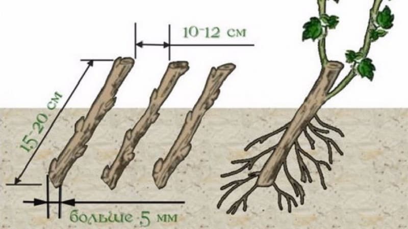 Una guia per plantar groselles a la tardor per als jardiners principiants