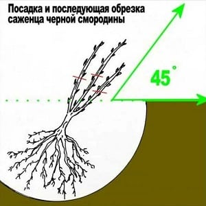 Водич за садњу рибизле у јесен за баштоване почетнике