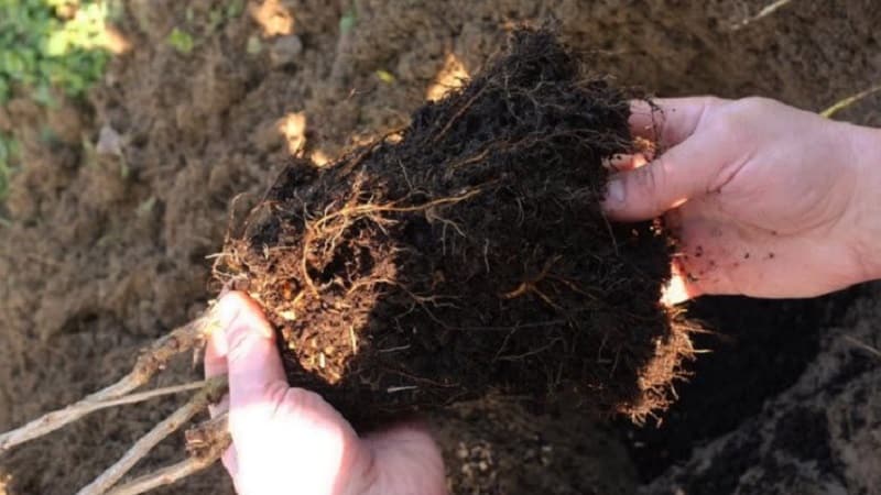 Una guia per plantar groselles a la tardor per als jardiners principiants