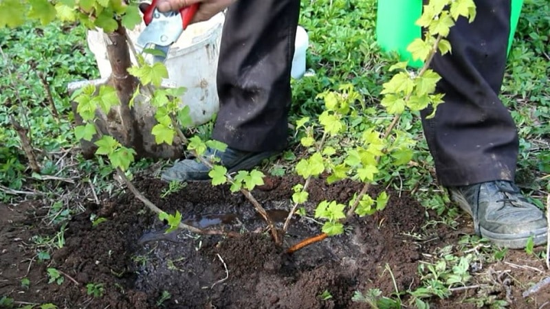 Una guia per plantar groselles a la tardor per als jardiners principiants