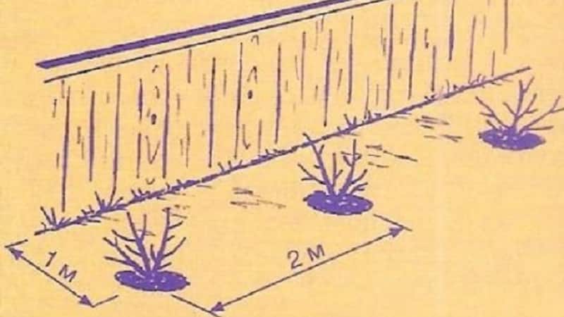 Una guia per plantar groselles a la tardor per als jardiners principiants