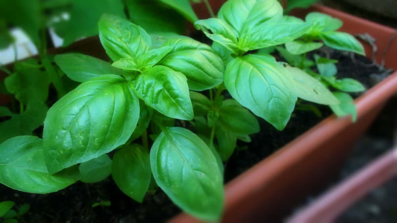 Moestuin het hele jaar door: is het mogelijk om basilicum voor de winter te planten en hoe doe je dat op de juiste manier?