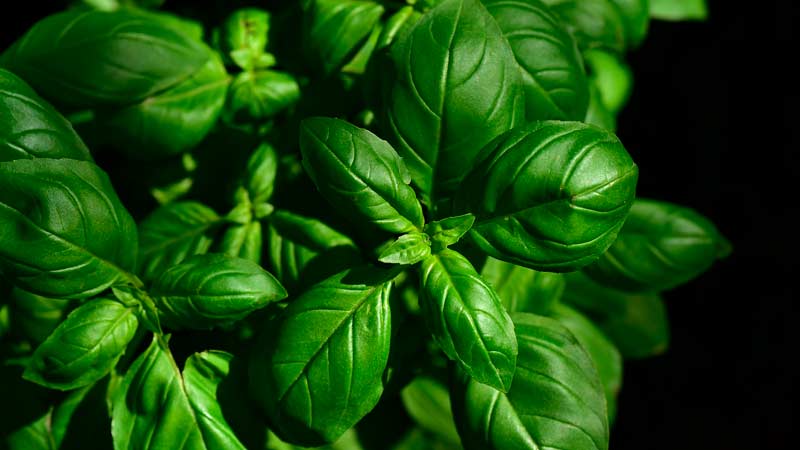 Moestuin het hele jaar door: is het mogelijk om basilicum voor de winter te planten en hoe doe je dat op de juiste manier?