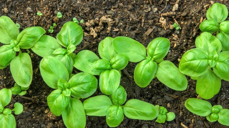 Halaman ng gulay sa buong taon: posible bang magtanim ng basil bago ang taglamig at kung paano ito gagawin nang tama