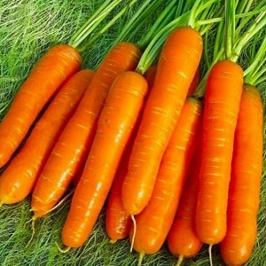 Sweet mid-season carrot variety Nantes 4