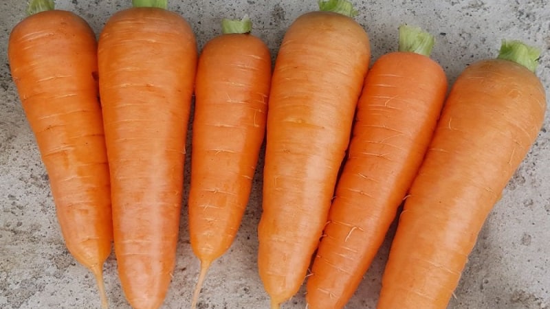 Carota dolce di mezza stagione varietà Nantes 4