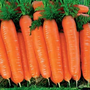 Matamis na mid-season carrot variety Nantes 4