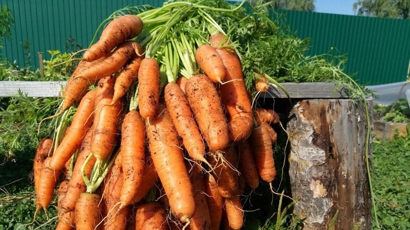 Sweet mid-season carrot variety Nantes 4