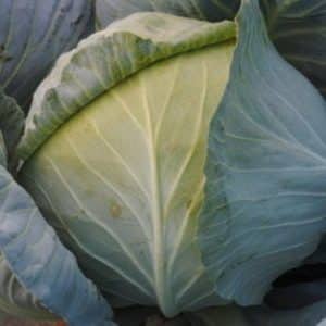 Review of the white cabbage variety Dominant f1