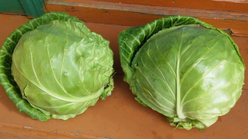 Review of the Kharkov winter cabbage variety: reviews, characteristics and cultivation features