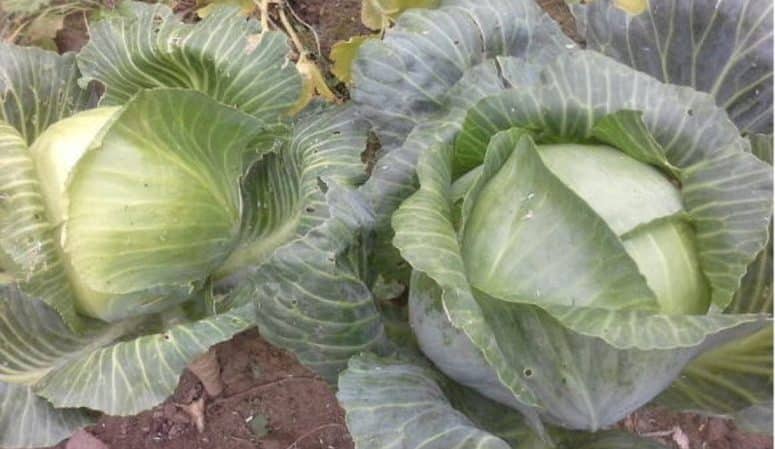 Characteristics and description of the Zimovka cabbage variety: photos, reviews and features of agricultural technology