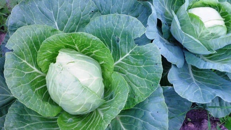 Characteristics and description of the Zimovka cabbage variety: photos, reviews and features of agricultural technology