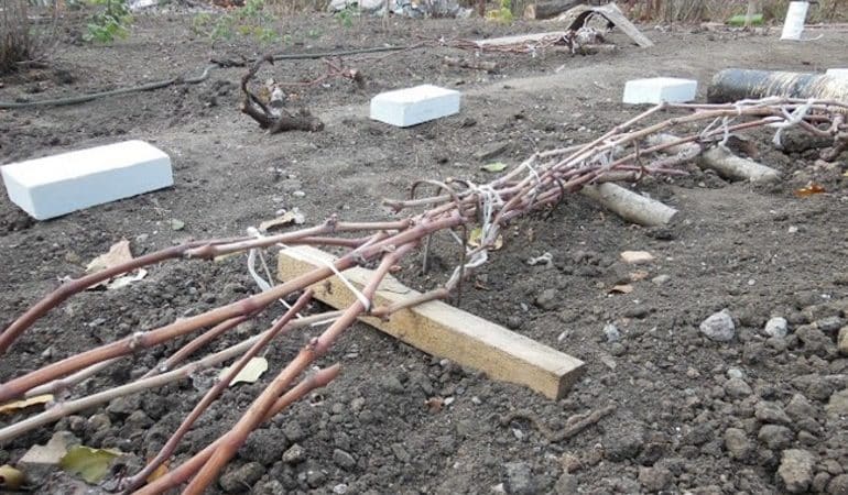 Milyen módokon lehet borítani a szőlőt télire a középső zónában?