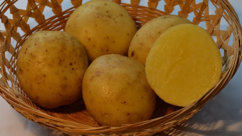 Varietà di patate medio-precoci, resistente alle malattie: prelibatezza di Bryansk