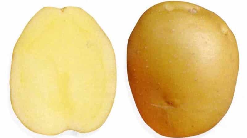 Varietà di patate medio-precoci, resistente alle malattie: prelibatezza di Bryansk