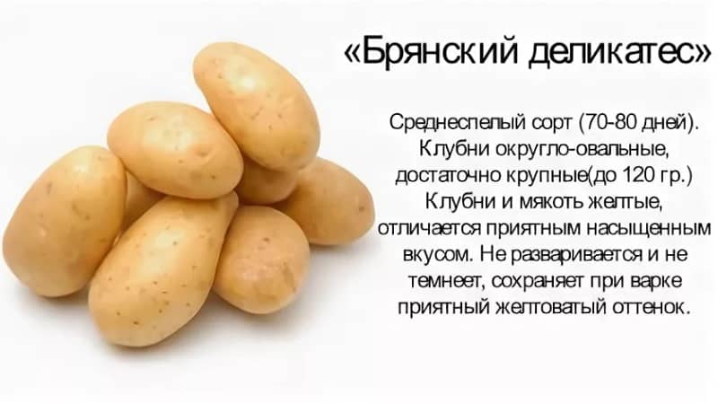 Varietà di patate medio-precoci, resistente alle malattie: prelibatezza di Bryansk