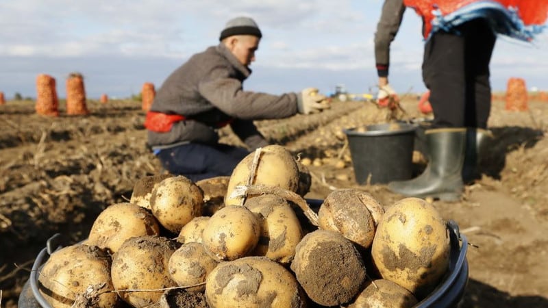 Přední země v produkci brambor po celém světě