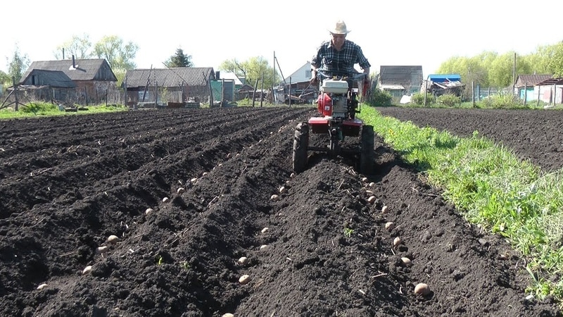 Nuevos métodos de plantación de patatas y características de cuidado.