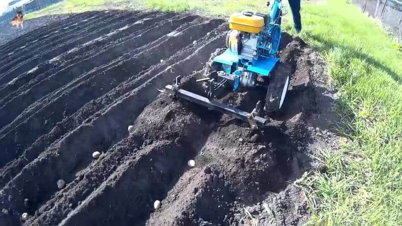 Tehnoloģija kartupeļu stādīšanai ar aizmugures traktoru