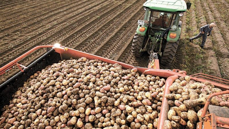 Topp ledende land innen potetproduksjon over hele verden