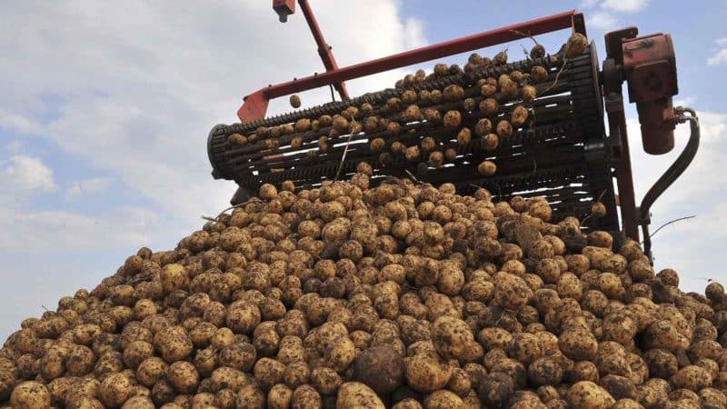 Topleidende landen in de aardappelproductie wereldwijd