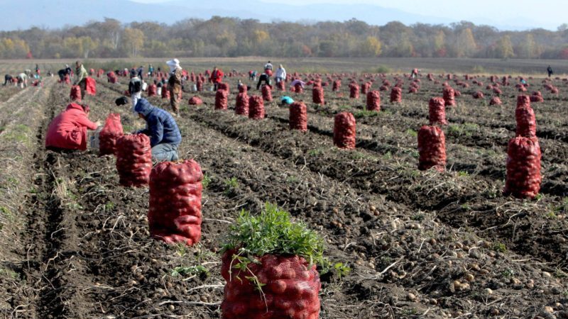 Topleidende landen in de aardappelproductie wereldwijd