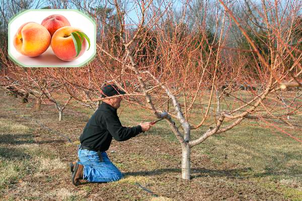 What peach care is needed in the fall to prepare for cold weather?