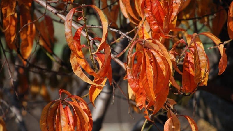 Welke perzikverzorging is in de herfst nodig om je voor te bereiden op koud weer?