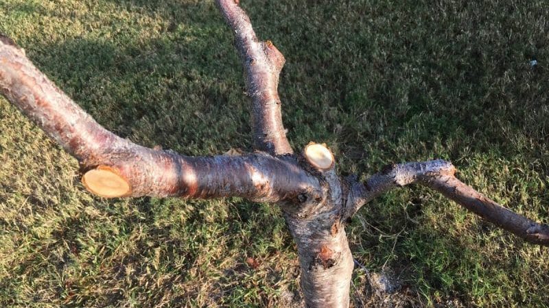 Soğuk havalara hazırlanmak için sonbaharda hangi şeftali bakımına ihtiyaç vardır?