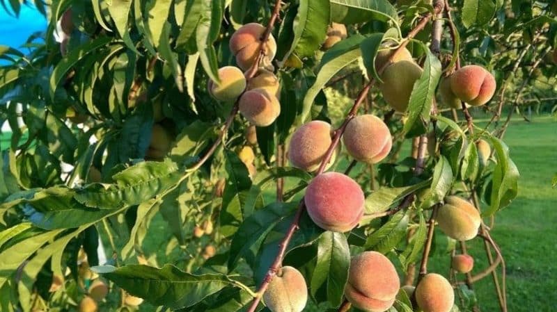 Welke perzikverzorging is in de herfst nodig om je voor te bereiden op koud weer?