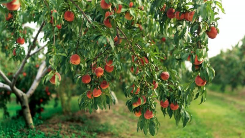 Quali cure sono necessarie per le pesche in autunno per prepararsi al freddo?