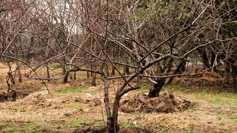 Was die Kirschbaumpflege im Herbst beinhalten sollte: ein Ratgeber von erfahrenen Gärtnern