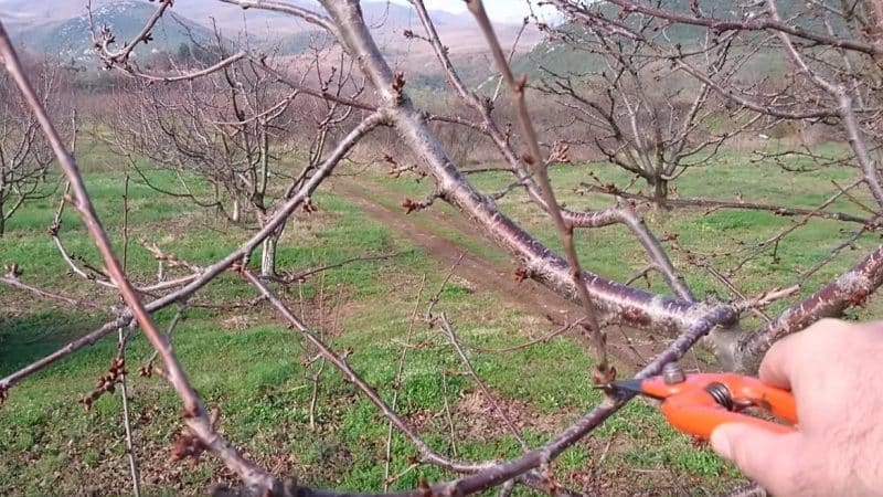 Was die Kirschbaumpflege im Herbst beinhalten sollte: ein Ratgeber von erfahrenen Gärtnern