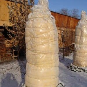 Cómo cubrir adecuadamente un albaricoque para el invierno y preparar el árbol para el clima frío