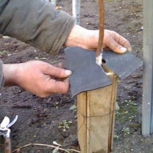 Cómo cubrir adecuadamente un albaricoque para el invierno y preparar el árbol para el clima frío