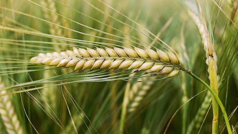 Quin és el rendiment d'ordi d'1 hectàrea de terra i de què depèn?