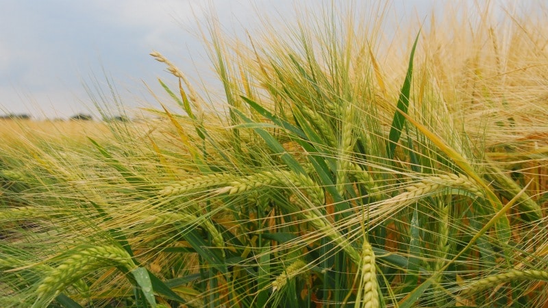 What is the barley yield from 1 hectare of land and what does it depend on?