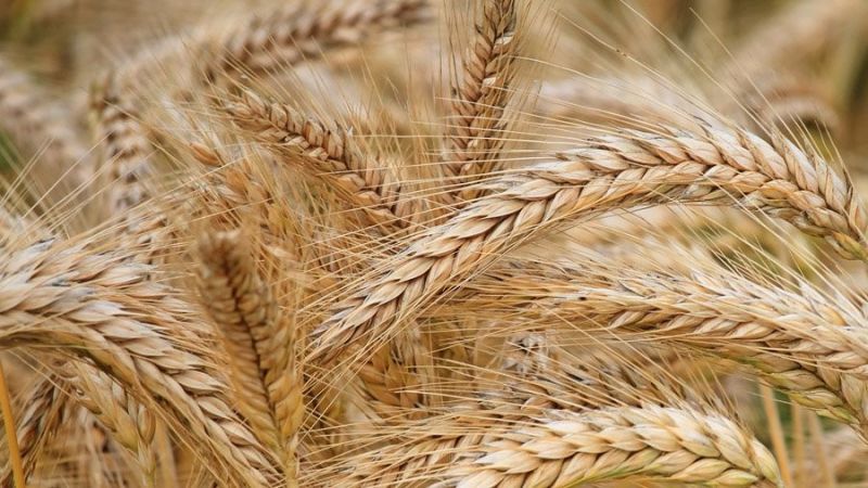 What is the barley yield from 1 hectare of land and what does it depend on?