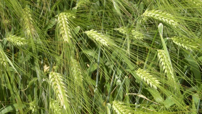 Ano ang ani ng barley mula sa 1 ektarya ng lupa at saan ito nakasalalay?