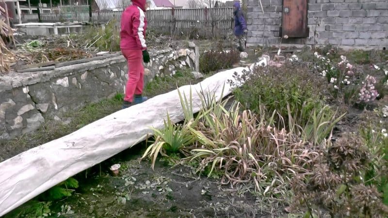 Mga tampok ng insulating ubas sa Siberia: kung paano maayos na takpan ang mga ito para sa taglamig