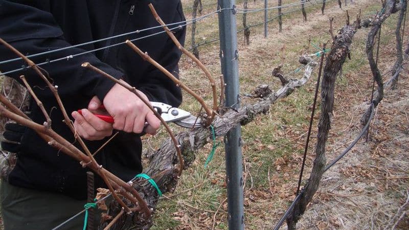 Características del aislamiento de uvas en Siberia: cómo cubrirlas adecuadamente durante el invierno.