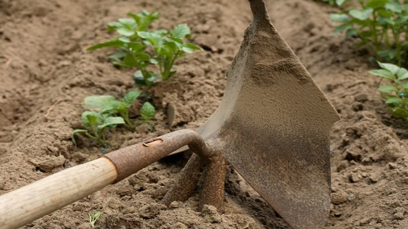 Why do you need to hill up potatoes and how to do it correctly?