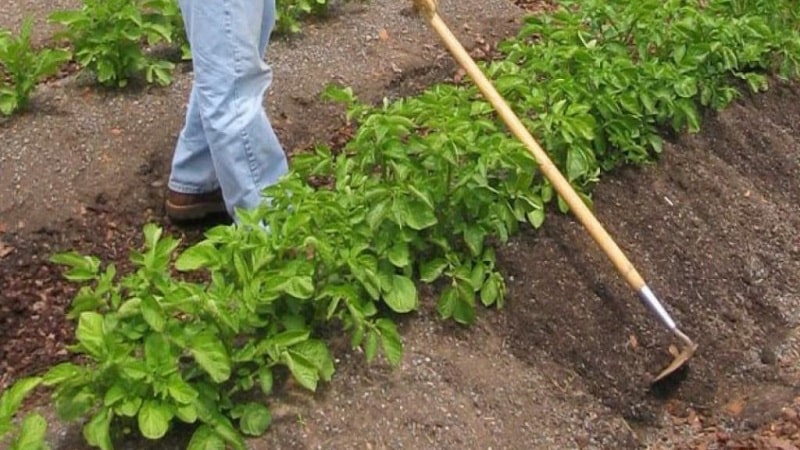 Perché hai bisogno di raccogliere le patate e come farlo correttamente?