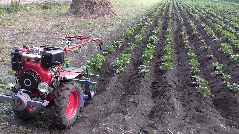 Why do you need to hill up potatoes and how to do it correctly?