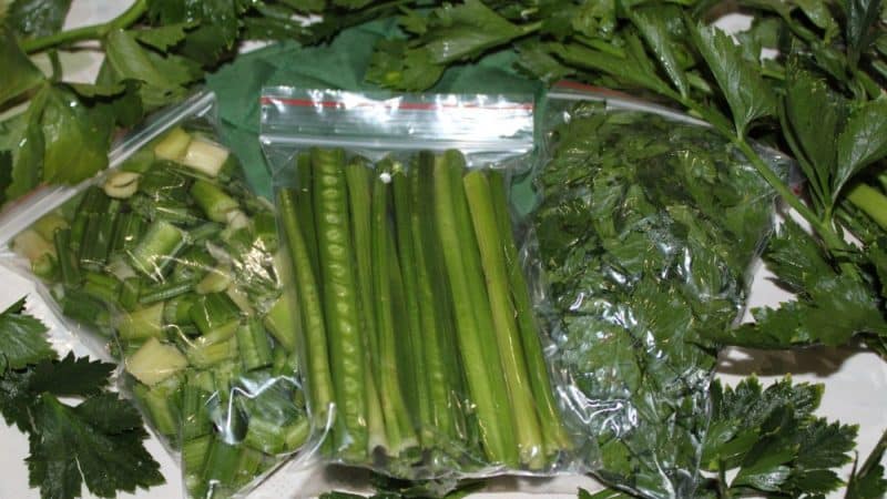 How to freeze celery for the winter and is it possible to preserve its beneficial properties?